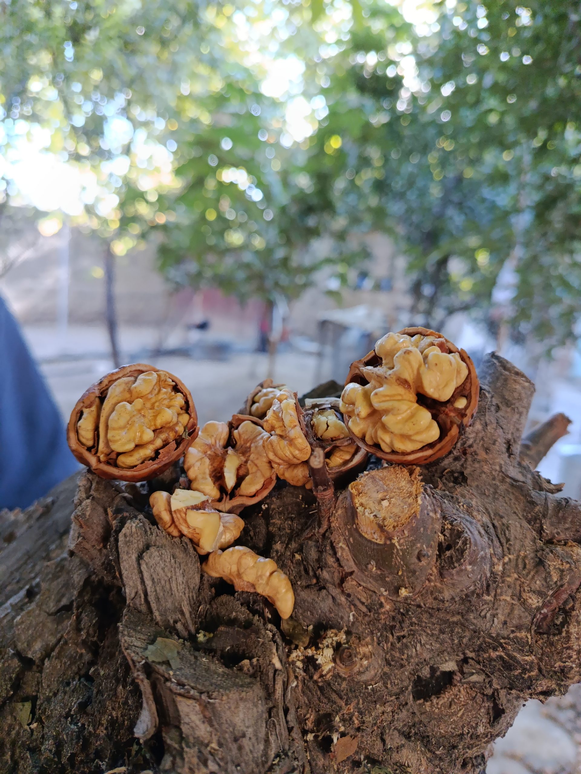 IMG_20250925_163632 گردو با پوست درجه یک - تصویر 1